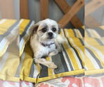 Small #2 Shih Tzu
