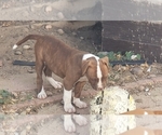Small Photo #3 American Bulldog Puppy For Sale in AURORA, CO, USA