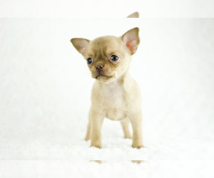 Chihuahua Puppy for sale in UNION GROVE, NC, USA