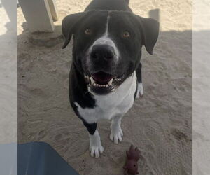 Mutt Dogs for adoption in Riverside, CA, USA