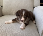 Puppy Melody Australian Shepherd
