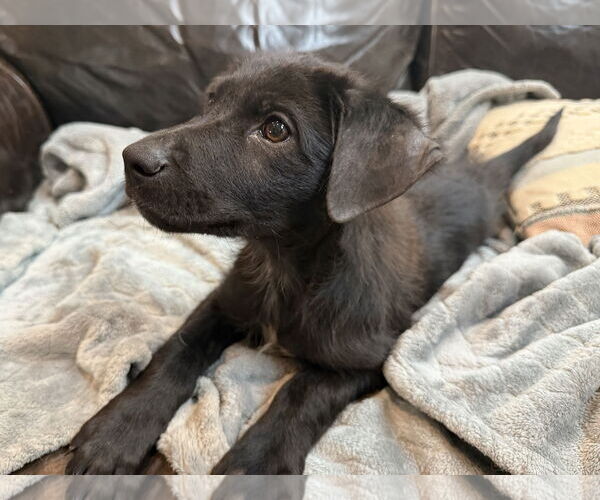 Medium Photo #6 Labrador Retriever-Unknown Mix Puppy For Sale in The Woodlands, TX, USA