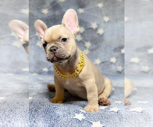 French Bulldog Puppy for sale in FORT LAUDERDALE, FL, USA