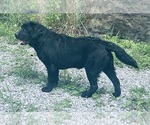 Small #3 Labrador Retriever