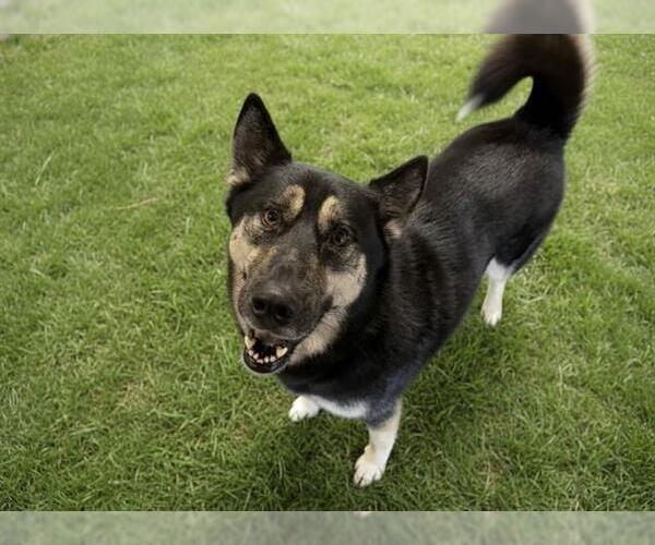 Medium Photo #1 Gerberian Shepsky Puppy For Sale in Orange, CA, USA