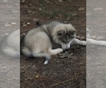 Small Photo #2 Wolf Hybrid Puppy For Sale in FILLMORE, LA, USA