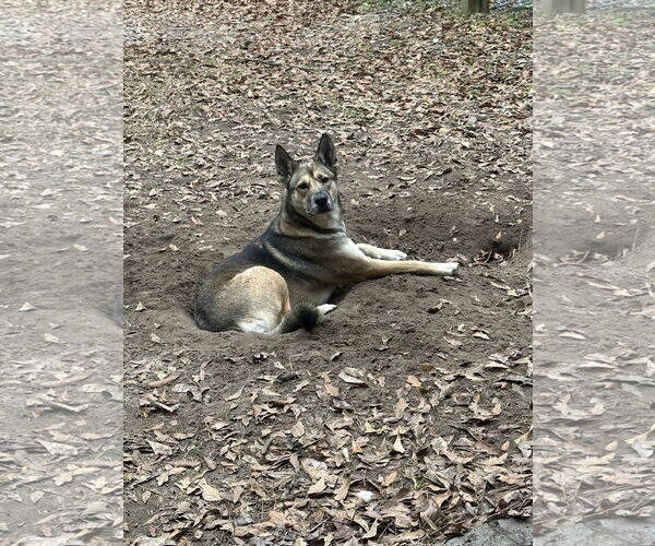 Medium Photo #2 German Shepherd Dog-Unknown Mix Puppy For Sale in Mobile, AL, USA