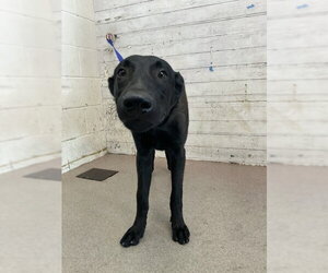 German Shepherd Dog-Unknown Mix Dogs for adoption in San Bernardino, CA, USA