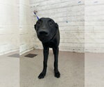 Small German Shepherd Dog Mix