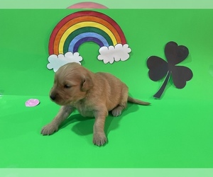 Golden Retriever Dog for Adoption in BLANCO, Texas USA