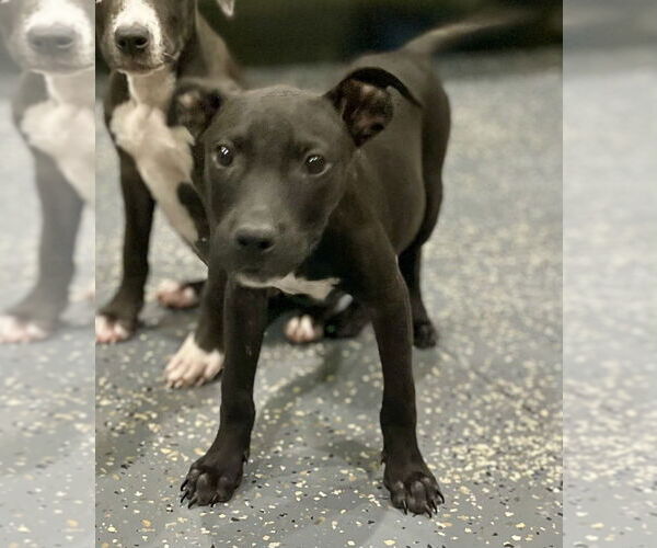 Medium Photo #1 American Pit Bull Terrier-Labrador Retriever Mix Puppy For Sale in Brewster, NY, USA