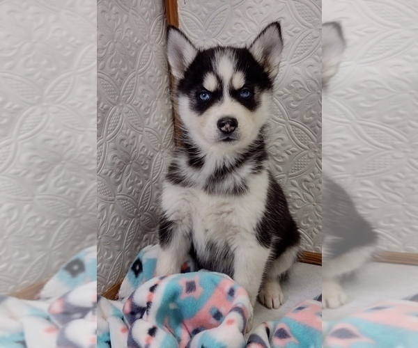 Medium Photo #4 Siberian Husky Puppy For Sale in MOUNT AYR, IA, USA