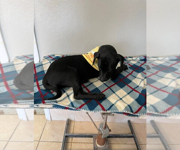 Medium Photo #4 Labbe Puppy For Sale in Osgood, IN, USA