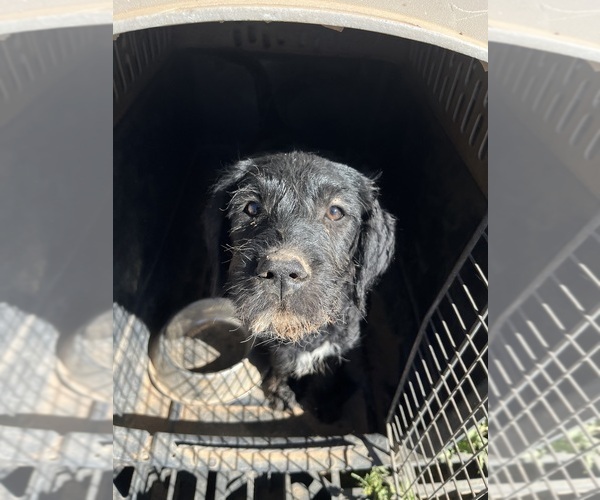 Medium Photo #7 Labradoodle Puppy For Sale in WILLCOX, AZ, USA