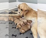 Small #15 Golden Retriever