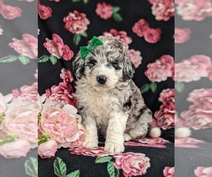 Aussiedoodle Puppy for sale in OXFORD, PA, USA