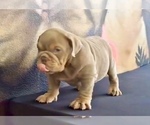 Small Photo #13 English Bulldog Puppy For Sale in LONG BEACH, CA, USA