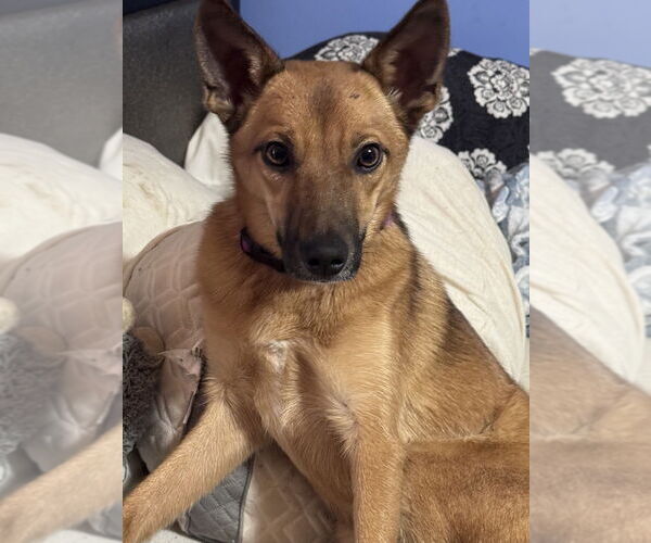 Medium Photo #4 Australian Shepherd-pomeranian spitz Mix Puppy For Sale in Evansville, IN, USA