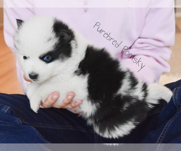 Medium Photo #2 Pomsky Puppy For Sale in KANSAS CITY, MO, USA