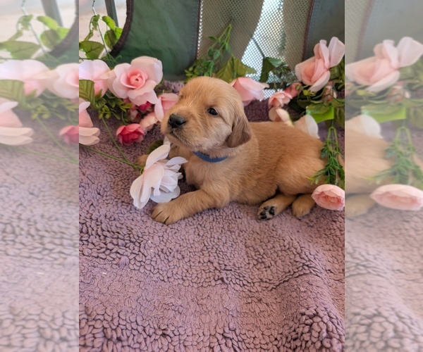 Medium Photo #15 English Cream Golden Retriever Puppy For Sale in DOLORES, CO, USA