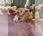 Small #14 English Cream Golden Retriever