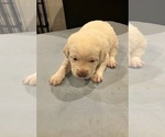 Small Photo #4 Labrador Retriever Puppy For Sale in SYCAMORE, IL, USA