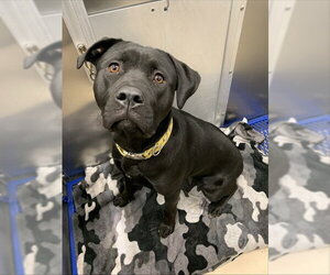 ELECTRA - Female Labrador Retriever-Unknown Mix Dog for Adoption