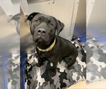 ELECTRA - Female Labrador Retriever-Unknown Mix Dog for Adoption - Small photo