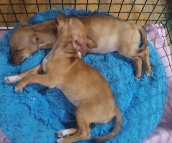 Medium Photo #3 Chihuahua-Unknown Mix Puppy For Sale in New Castle, DE, USA