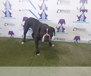 Bullmastiff Dogs for adoption in Orlando, FL, USA