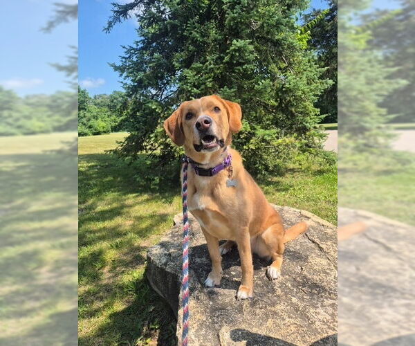 Medium Photo #1 Labrenees Puppy For Sale in Mundelein, IL, USA