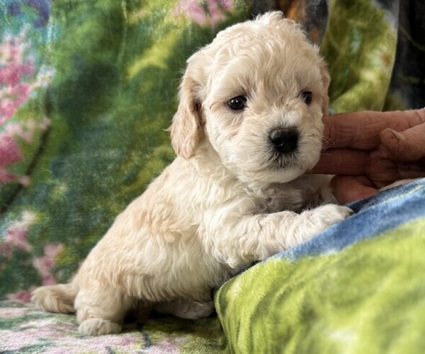 Medium Photo #3 Poodle (Miniature) Puppy For Sale in THORP, WI, USA