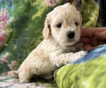 Small #2 Poodle (Miniature)