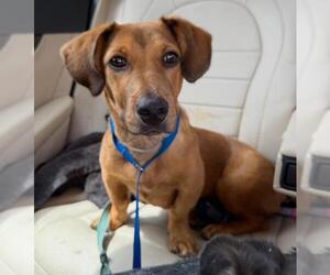 Doxle Dogs for adoption in Los Angeles, CA, USA