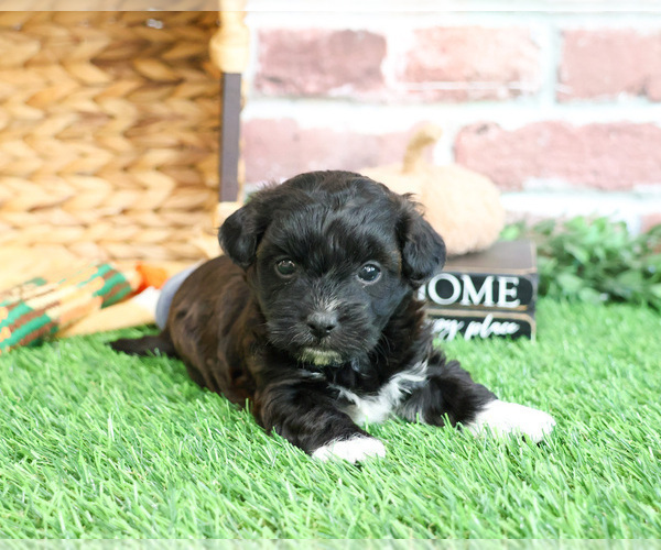 Medium Photo #9 ShihPoo Puppy For Sale in SYRACUSE, IN, USA