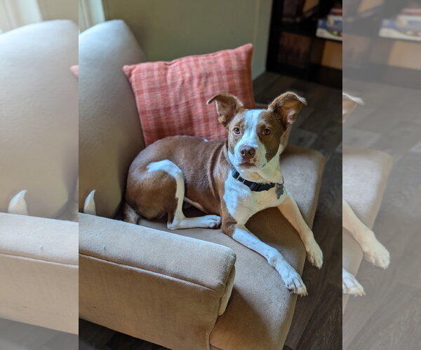 Medium Photo #14 Rat Terrier-Unknown Mix Puppy For Sale in Holly Springs, NC, USA