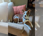 Small #13 Rat Terrier Mix