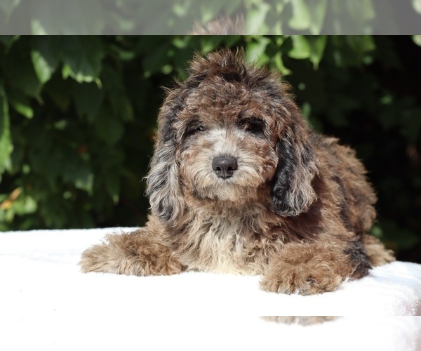 Medium Photo #2 Bernedoodle (Miniature) (+ Poodle Miniature) Puppy For Sale in DYERSBURG, TN, USA