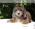 Small #1 Bernedoodle (Miniature) (+ Poodle Miniature)