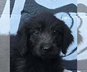 Berkeley (B Squad) - Female Labrador Retriever-Unknown Mix Dog for Adoption - Photo #2