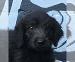 Small Photo #2 Labrador Retriever-Unknown Mix Puppy For Sale in Brewster, NY, USA