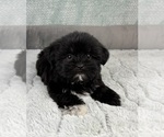 Small #1 Shorkie Tzu