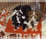 Small Photo #1 Beagle Puppy For Sale in SYLVA, NC, USA