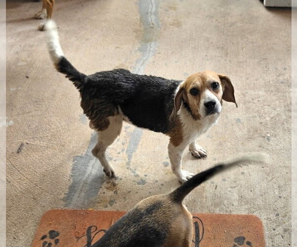 Medium Photo #4 Beagle Puppy For Sale in Las Vegas, NV, USA