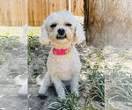 Small #1 Poodle (Miniature)