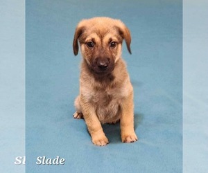 Shepradors Dogs for adoption in SHERBURNE, NY, USA