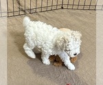 Small Photo #8 Poodle (Miniature) Puppy For Sale in GLOUCESTER, VA, USA
