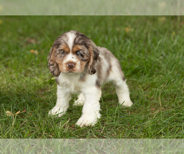 Medium Photo #2 Cocker Spaniel Puppy For Sale in NAPPANEE, IN, USA