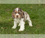 Small #1 Cocker Spaniel