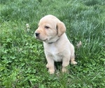 Small #8 Golden Labrador